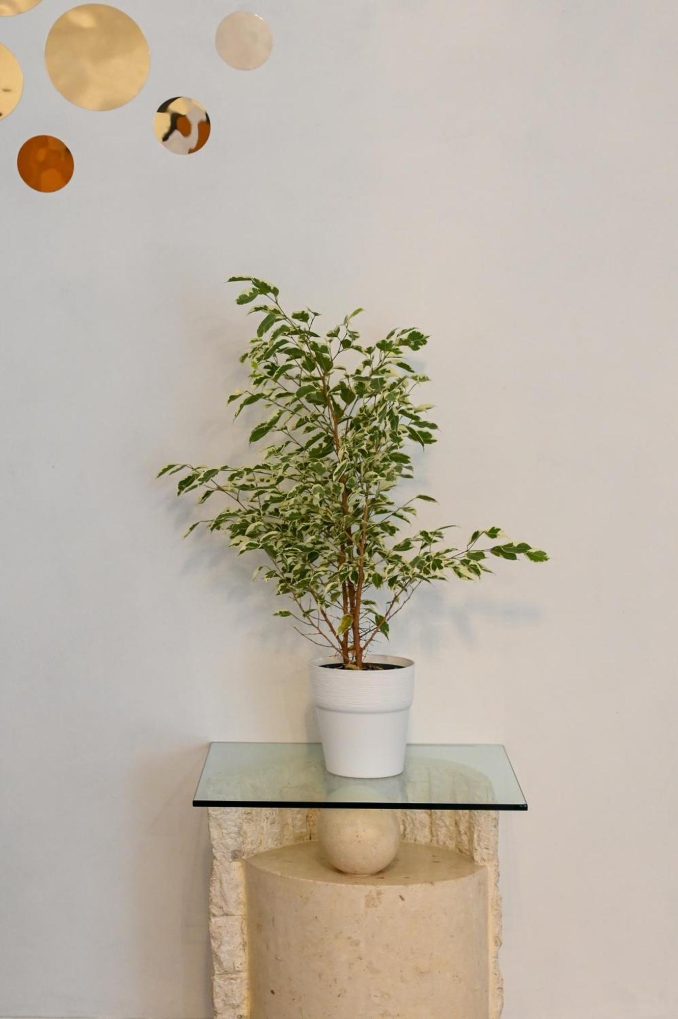 Apartamento Angel *